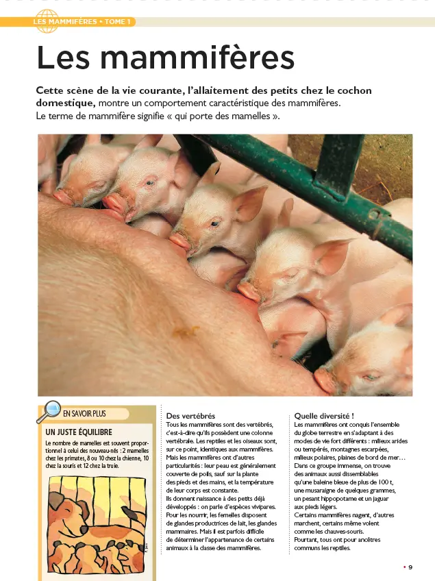 LE N°1 : Le fascicule