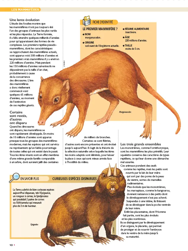 LE N°1 : Le fascicule