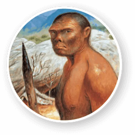 Illustration d'un Homo Erectus