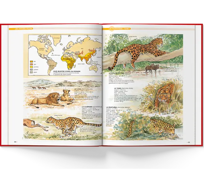 Double page sur les tigres